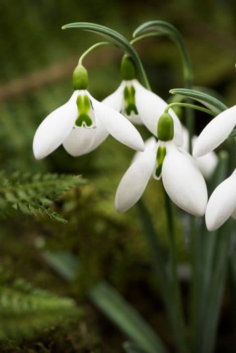 snowdrop 'Fieldgate Superb'