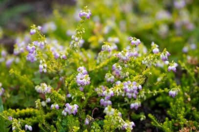 bell heather 'Goldilocks'