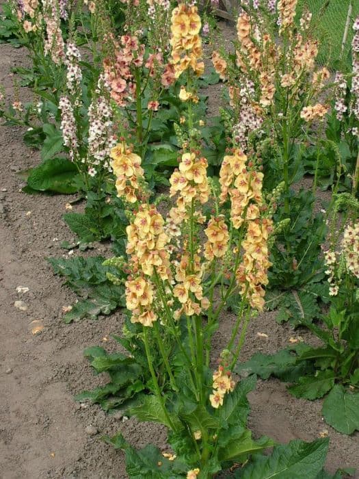 mullein 'Clementine'