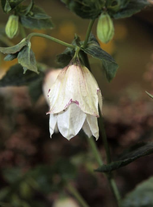 long-flowered harebell 'Wedding Bells'