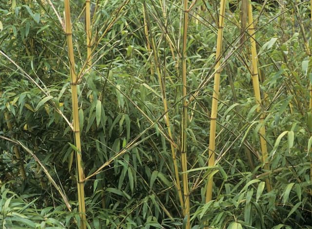 Golden Chinese timber bamboo