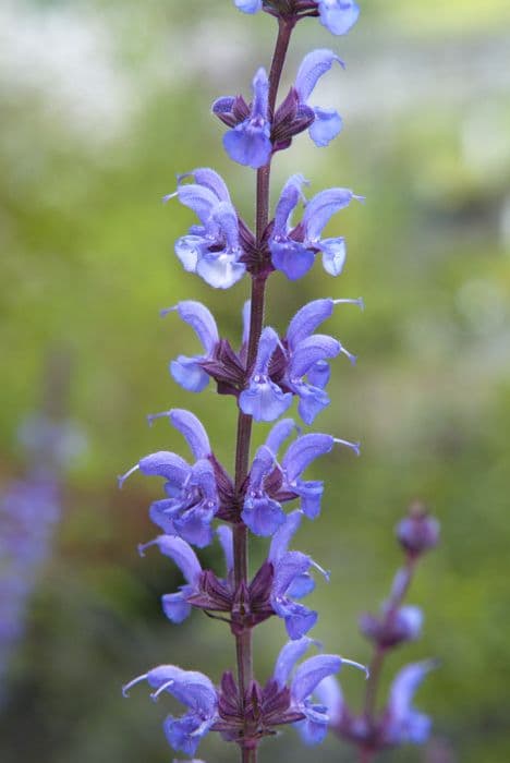 hybrid sage 'Dear Anja'