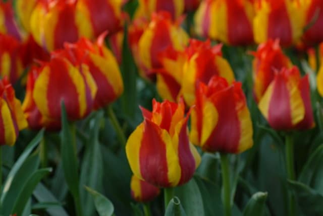 Tulip 'Kiev'