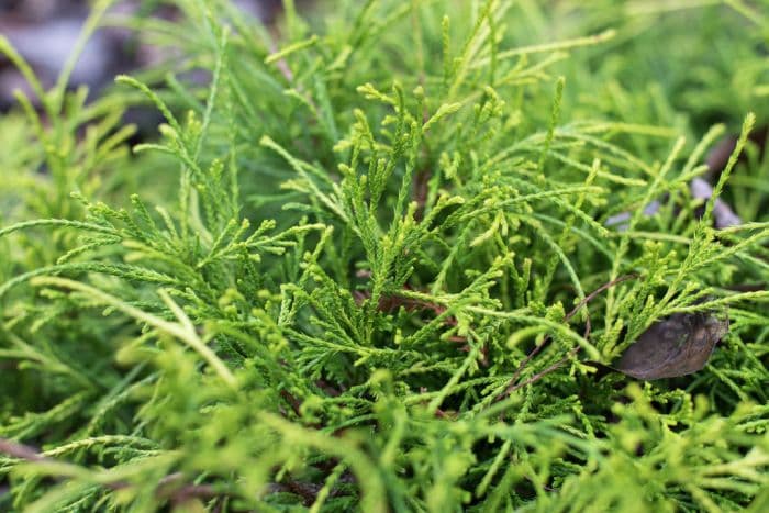 Sawara cypress 'Sungold'