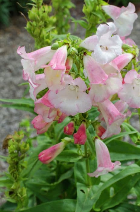 penstemon [Phoenix Appleblossom]