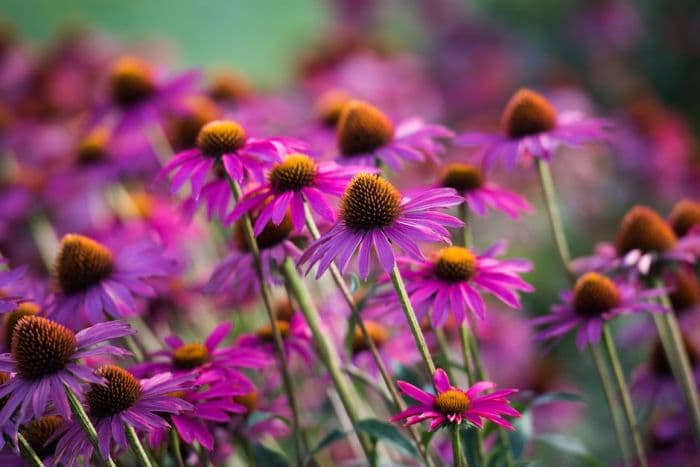 coneflower 'Pink Shimmer'