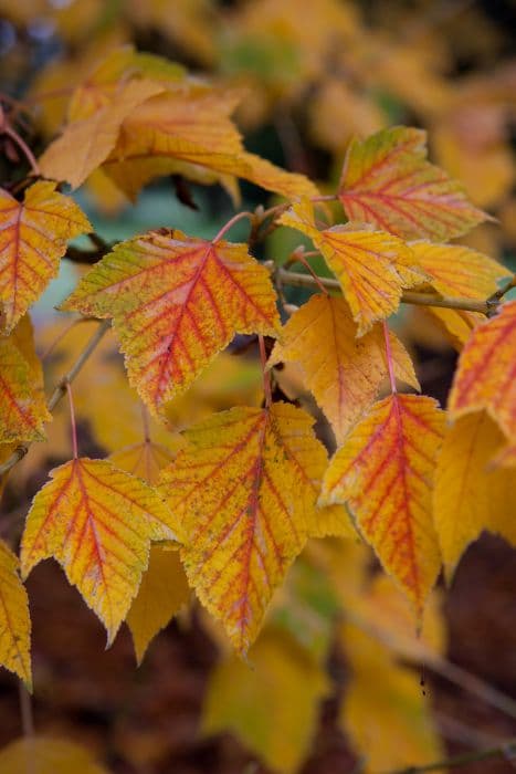 grey snake-bark maple 'Albolimbatum'