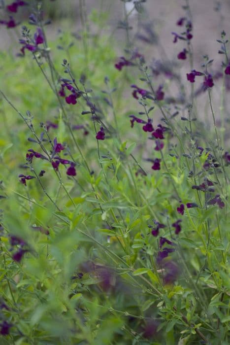 sage 'Nachtvlinder'