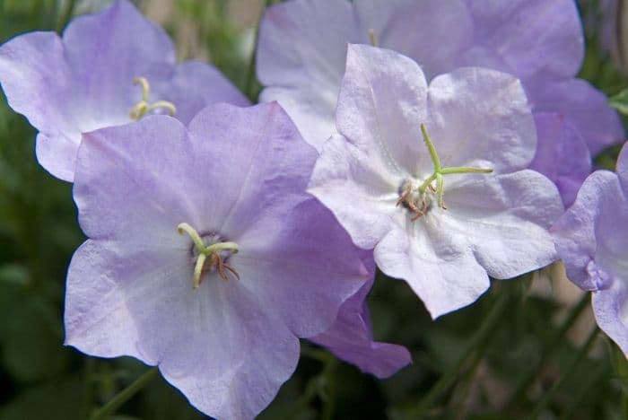 tussock bellflower 'Blue Moonlight'