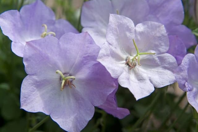 Tussock bellflower 'Blue Moonlight'