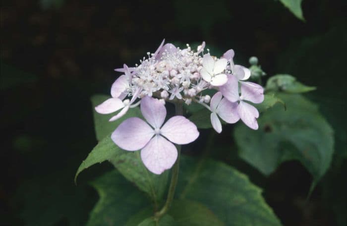 hydrangea 'Diadem'