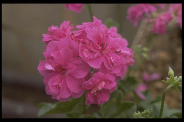 pelargonium 'Rodomont'