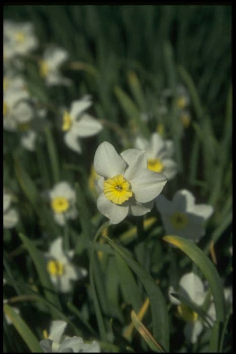 Daffodil 'Segovia'