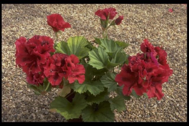 Pelargonium 'Bredon'