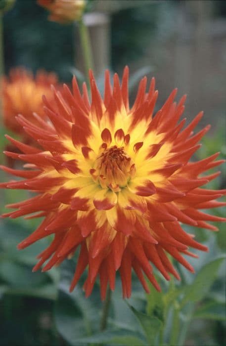 dahlia 'Kenora Sunset'