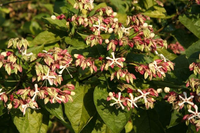 harlequin glorybower