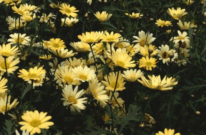 marguerite 'Jamaica Primrose'