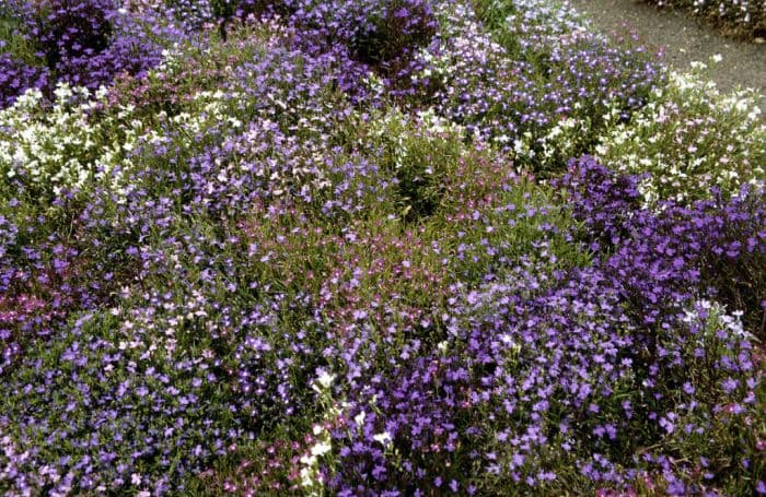 trailing lobelia 'String of Pearls'