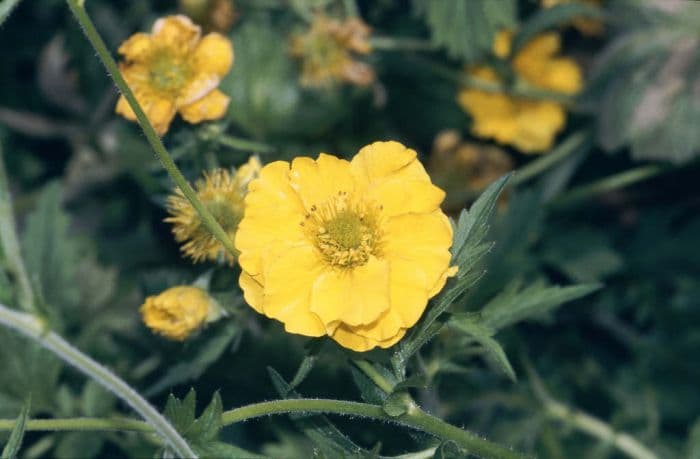 avens 'Lady Stratheden'