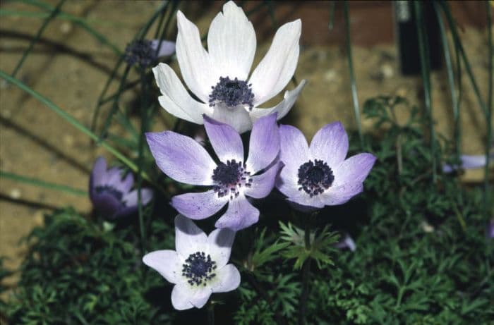 garden anemone