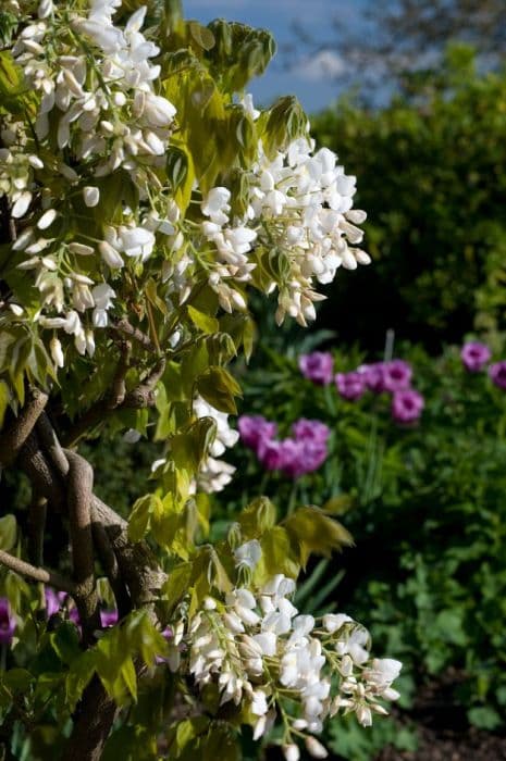 silky wisteria