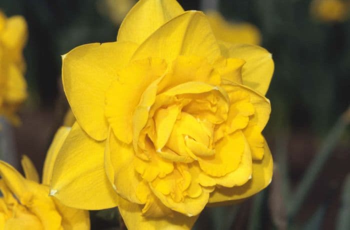 daffodil 'Heamoor'