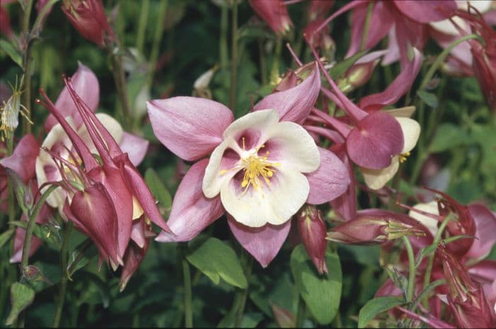 columbine 'Chaffinch'