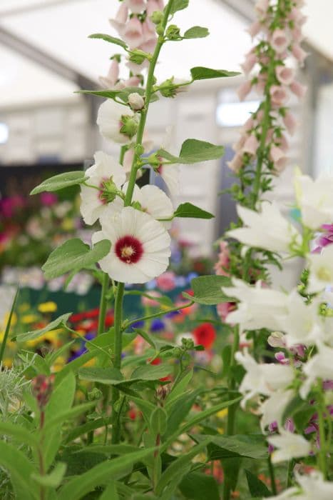 hollyhock 'Halo White'