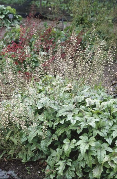 heucherella 'Kimono'