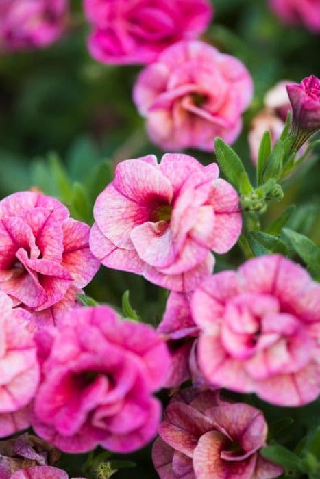 calibrachoa [Can-can Apricot]