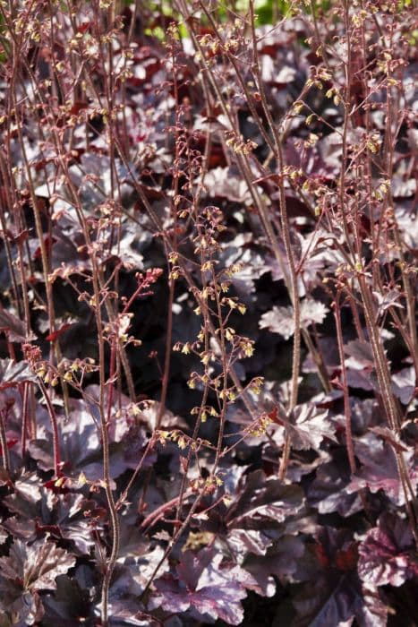 alum root 'Obsidian'