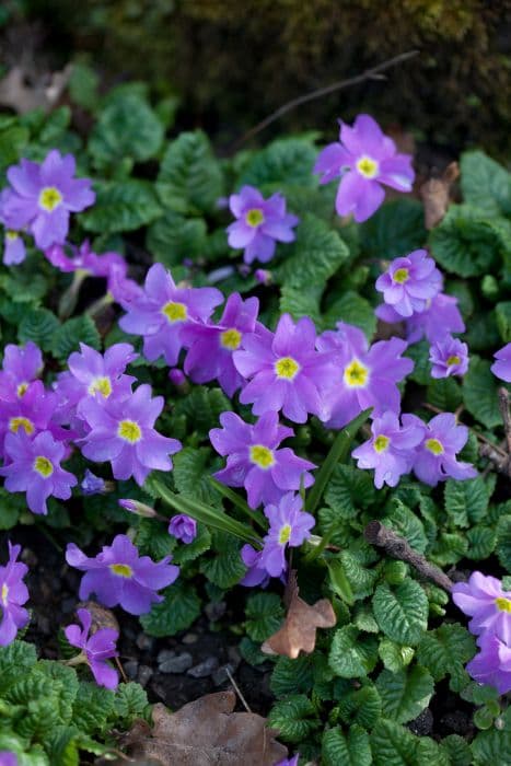 primrose 'Groenekan's Glorie'