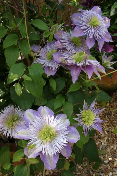 Clematis [Crystal Fountain]