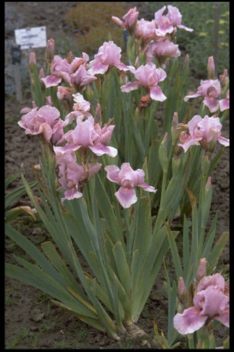 iris 'Raspberry Blush'