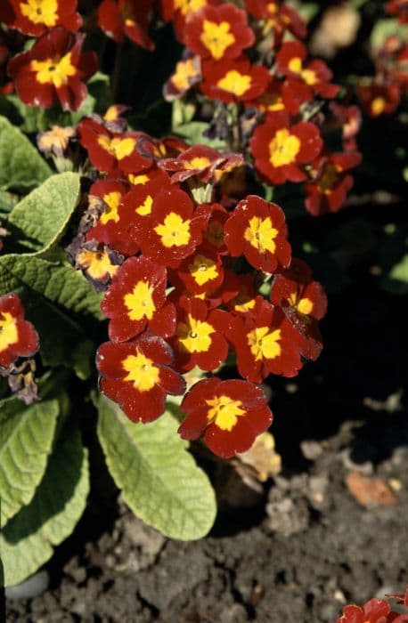 polyanthus 'Rainbow Scarlet Shades'