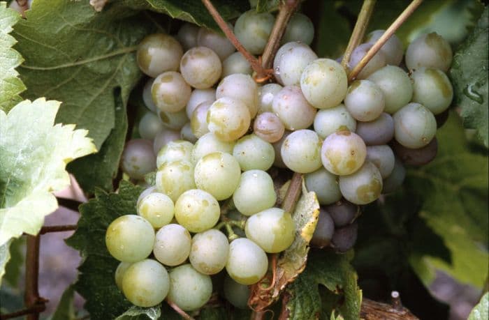 grape 'Siegerrebe'