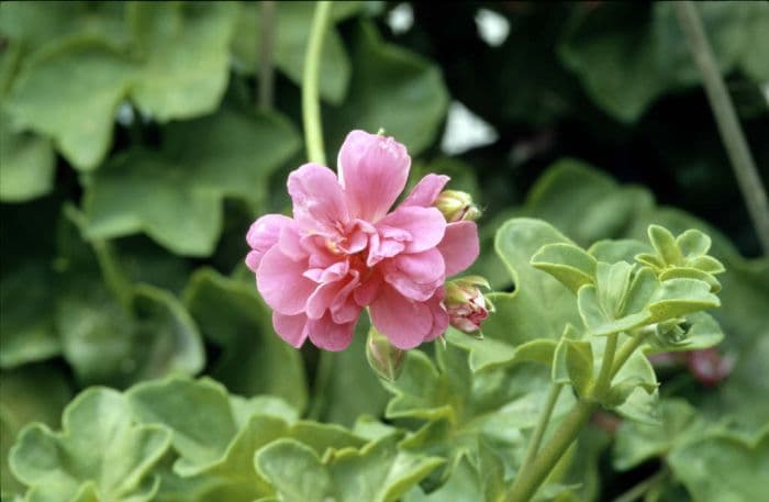 pelargonium 'Galilee'