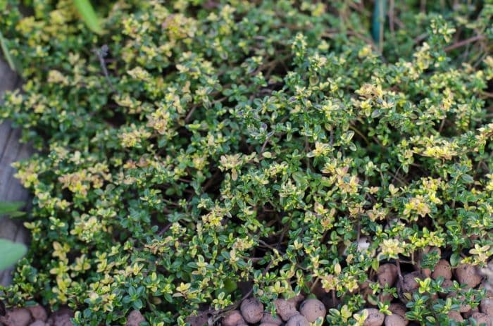 thyme 'Doone Valley'