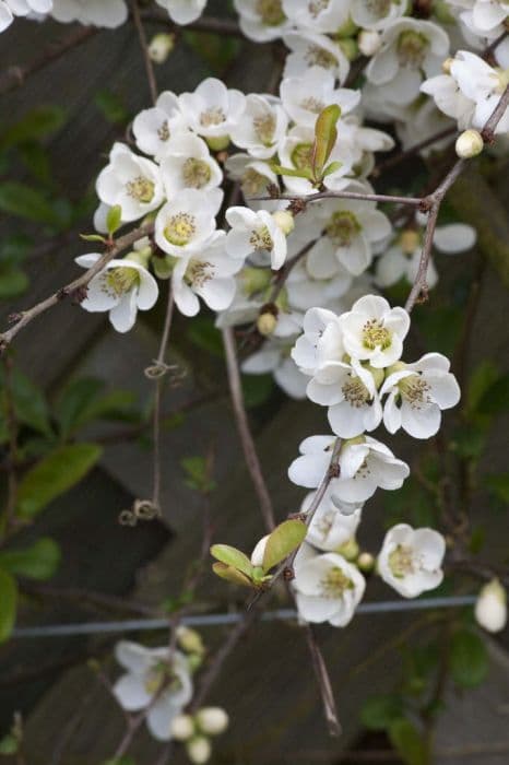 Japanese quince 'Nivalis'