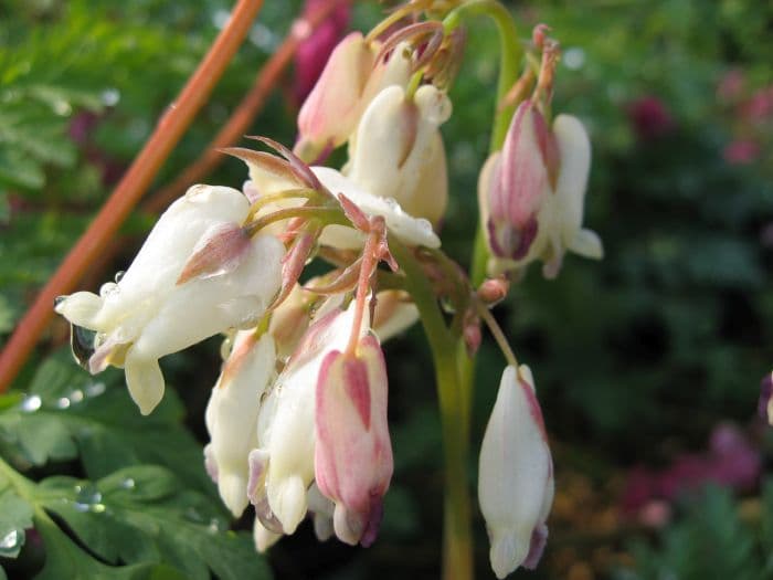 bleeding heart 'Pearl Drops'