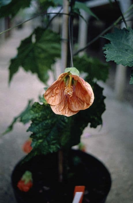 abutilon 'Marion'