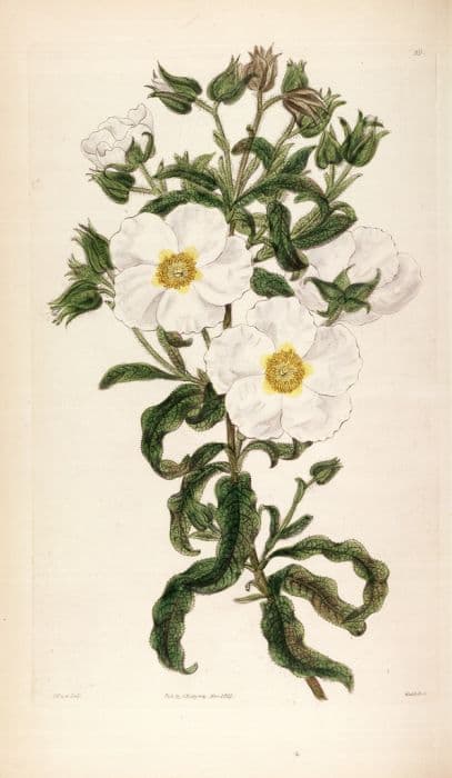 Florentine rock rose