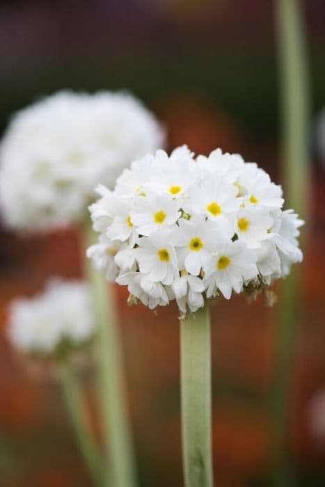 white-flowered drumstick primula