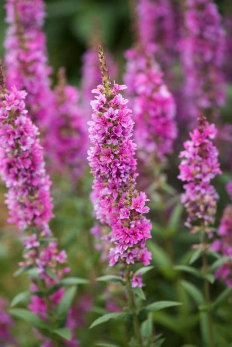 Purple loosestrife 'Robert'