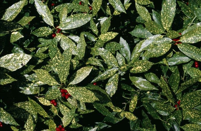 variegated Japanese laurel