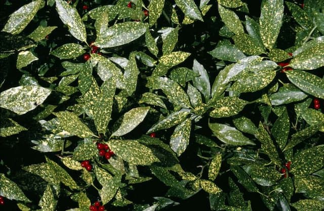 Variegated Japanese laurel