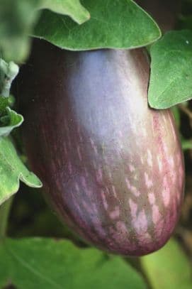 aubergine 'Bonica'