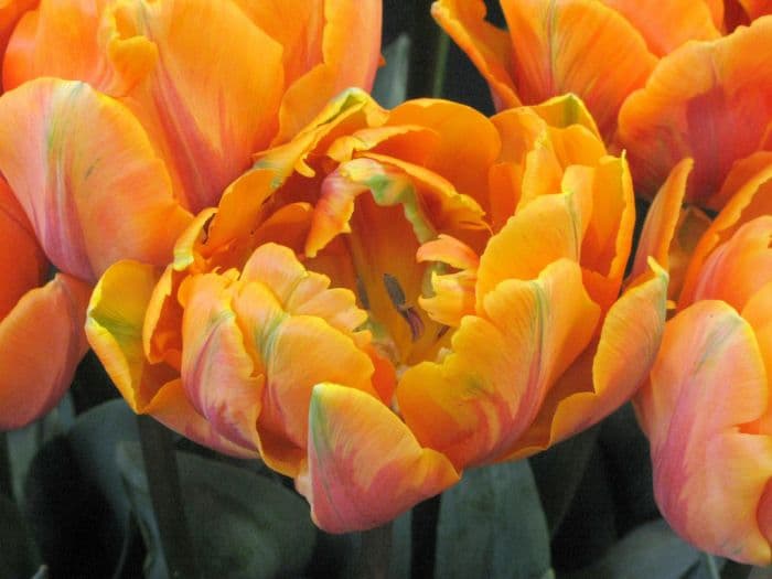 tulip 'Orange Princess'