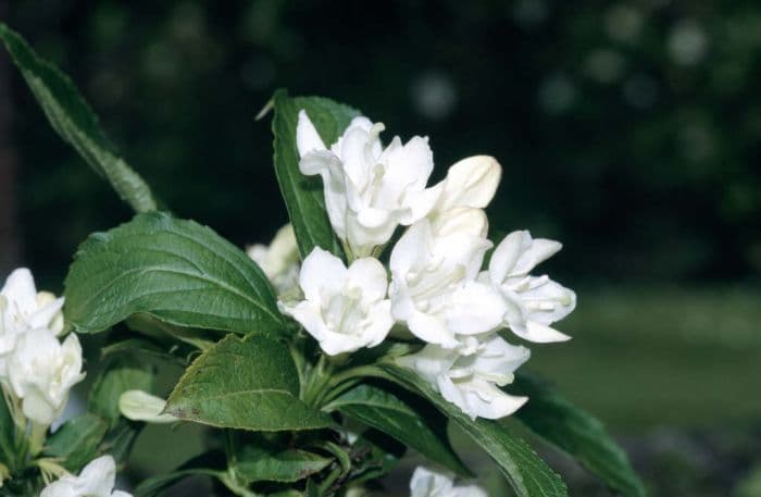 weigela 'Mont-Blanc'