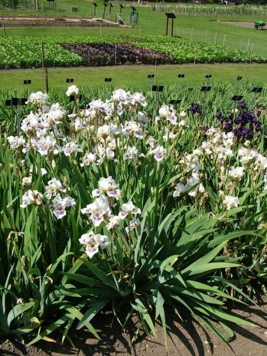 iris 'Cranbrook'